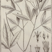 Galipea Trifoliata