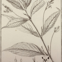 Ruellia Rubra