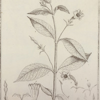 Ruellia Violacea