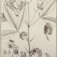 Raputia Aromatica
