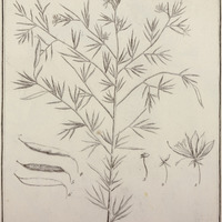 Cleome Guyannensis