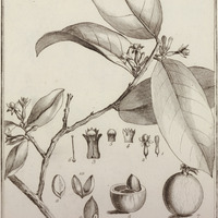 Moutabea Guyannensis