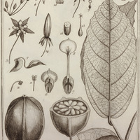 Cacao guyannensis
