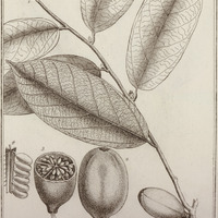 Cacao Sylvestris