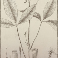 Ticorea Foetida