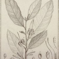 Quararibea Guyannensis