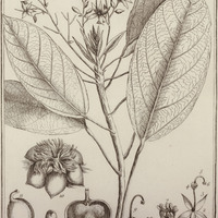 Ivira Pruriens