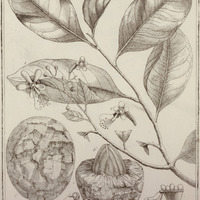 Acioa Guyannensis