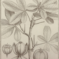 Bombax Globosa