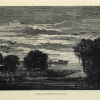 Rivière du Surinam (Pointe de Parham)