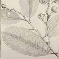 Lecythis Grandiflora