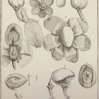 Lecythis Grandiflora