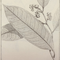 Lecythis Amara