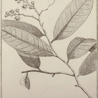 Lecythis Parviflora