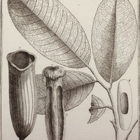 Couratari Guyannensis