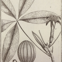 Pachira Aquatica