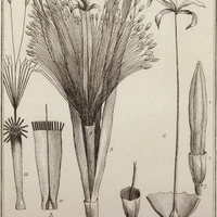 Pachira Aquatica