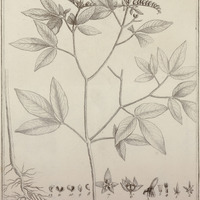 Moniera Trifolia Loefi