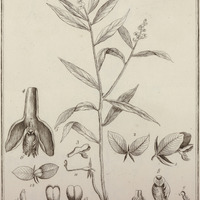 Polygala Violacea