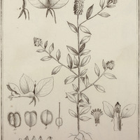 Polygala Timoutou