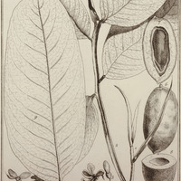 Coumarouna Odora
