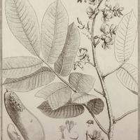 Nissotia Quinata