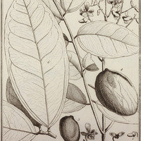 Taralea Oppofiti-Folia