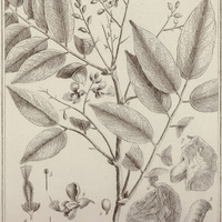 Moutouchi Suberosa