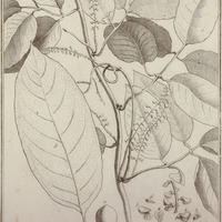Deguelia Scandens