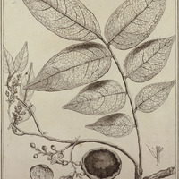 Acouroa Violacea