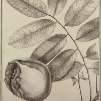 Vatairea Guyannensis
