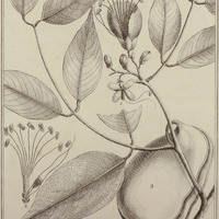 Parivoa Grandiflora