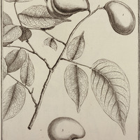 Parivoa Tomentosa