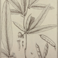 Crotalaria Guyannensis