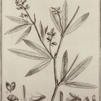 Cytifus Violaceus
