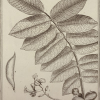 Robinia Panacoco