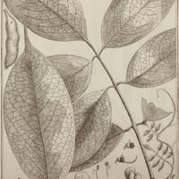 Robinia Nicou