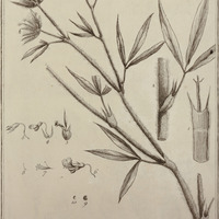 Trifolium Guyannense