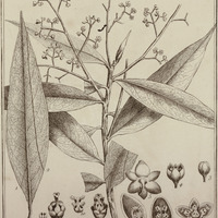 Ocotea guyannensis