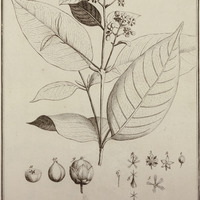 Hïpericum Guyannense