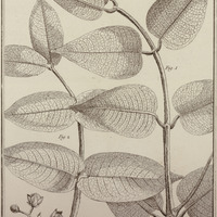 Hypericum Sessilifolium Latifolium