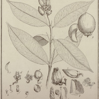 Moronobea