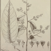 Eupatorium Triflorum
