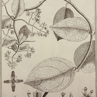 Eupatorium Parviflorum