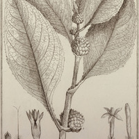 Pacourina Edulis