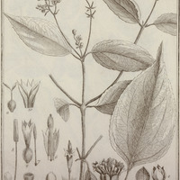Baillieria Aspera