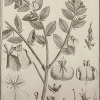 Viola Itoubou