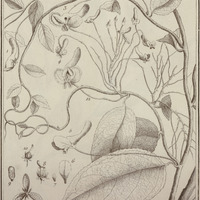 Viola Hybanthus