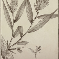 Serapias Caravata