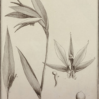 Limodorum Grandiflorum
